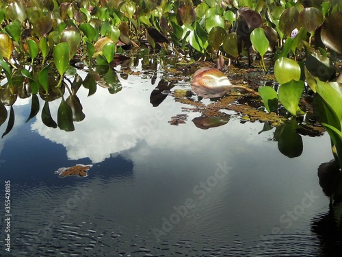 Water plants over swamp with clouds' reflection
