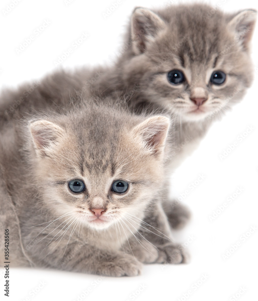 Portrait of two little kitten isolated on a white