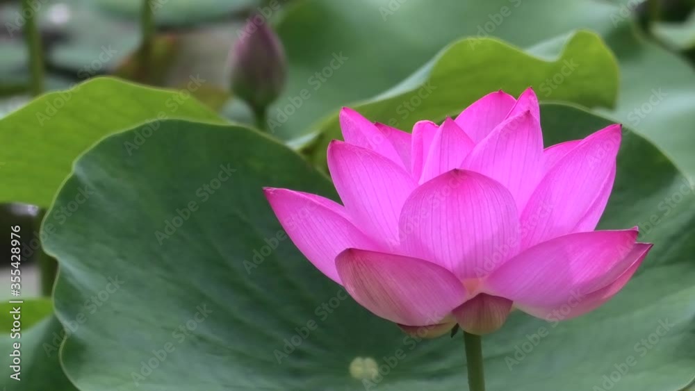 沖縄, 公園の池に咲く蓮の花 沖縄, 公園の池に咲く蓮の花