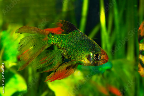 New breeding form for aquariumThe tiger barb or Sumatra barb (Puntigrus tetrazona)is a species of tropical cyprinid fish. The natural geographic range reportedly extends throughout the Southeast Asia. photo