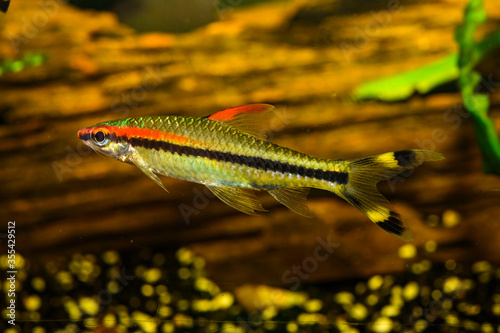 фотографія The Denison barb, Denison's barb, Miss Kerala, red-line torpedo barb, or roselin
