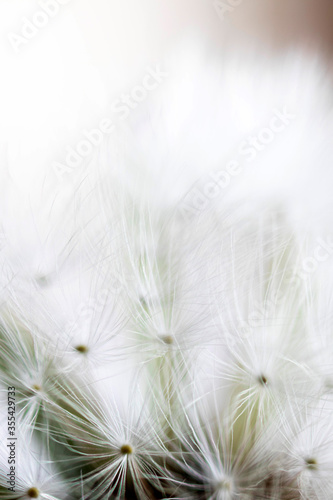 Abstract macro photo  White dandelion with drops of water