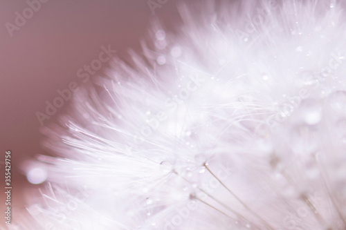 Fototapeta Naklejka Na Ścianę i Meble -  Abstract macro photo, White dandelion with drops of water