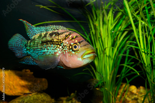 The Jack Dempsey (Rocio octofasciata) is a species of cichlid that is widely distributed across North and Central America (from Mexico south to Honduras) photo