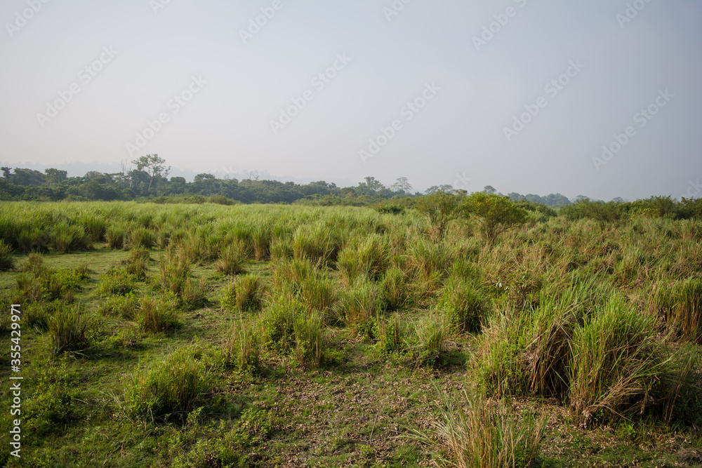 Obraz premium Inside view of Kaziranga National Park of northeast Indian state of Assam. Watchtower of Kaziranga National Park. 