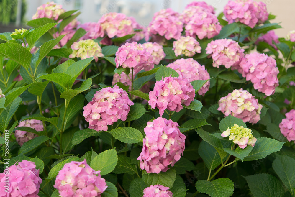 Hydrangea flowers in the garden Hydrangea flowers in the garden