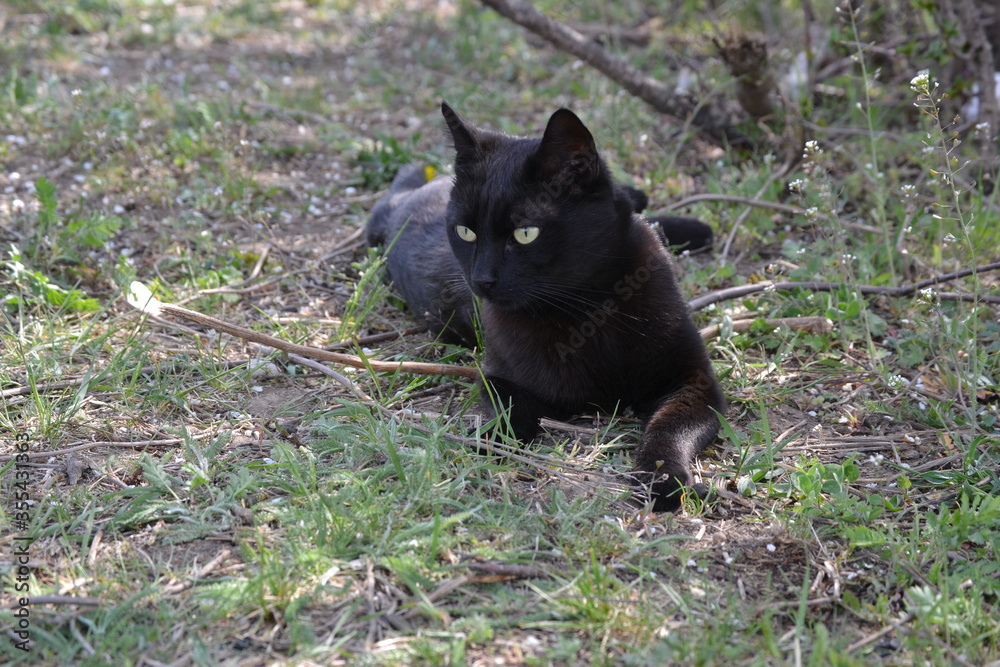 Black cat looking away on the land, outside