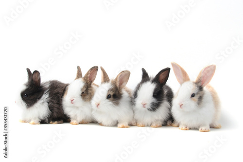 Group of adorable fluffy rabbits on white background, portrait of cute bunny pet animal © Stella