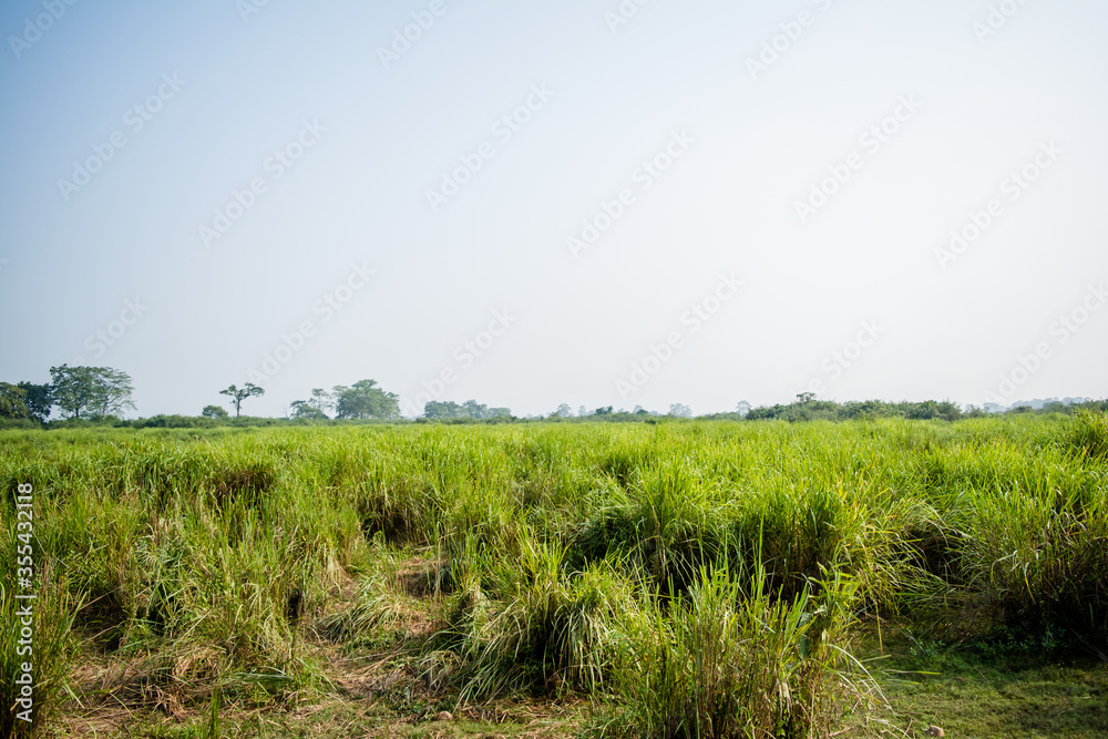 Inside view of Kaziranga National Park of northeast Indian state of Assam. Watchtower of Kaziranga National Park.
Inside view of Kaziranga National Park of northeast Indian state of Assam. Watchtower of Kaziranga National Park.