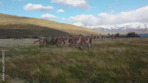 Llamas graze in nature, patagonia, chile. Wild llamas on a background of mountains in Patagonia, Chile photo