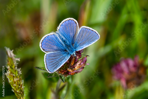 Cuadro en lienzo Adonis Blue Butterfly with wings outstreached in spring stock photo