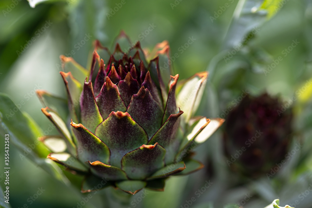 Fototapeta premium thistle blossom