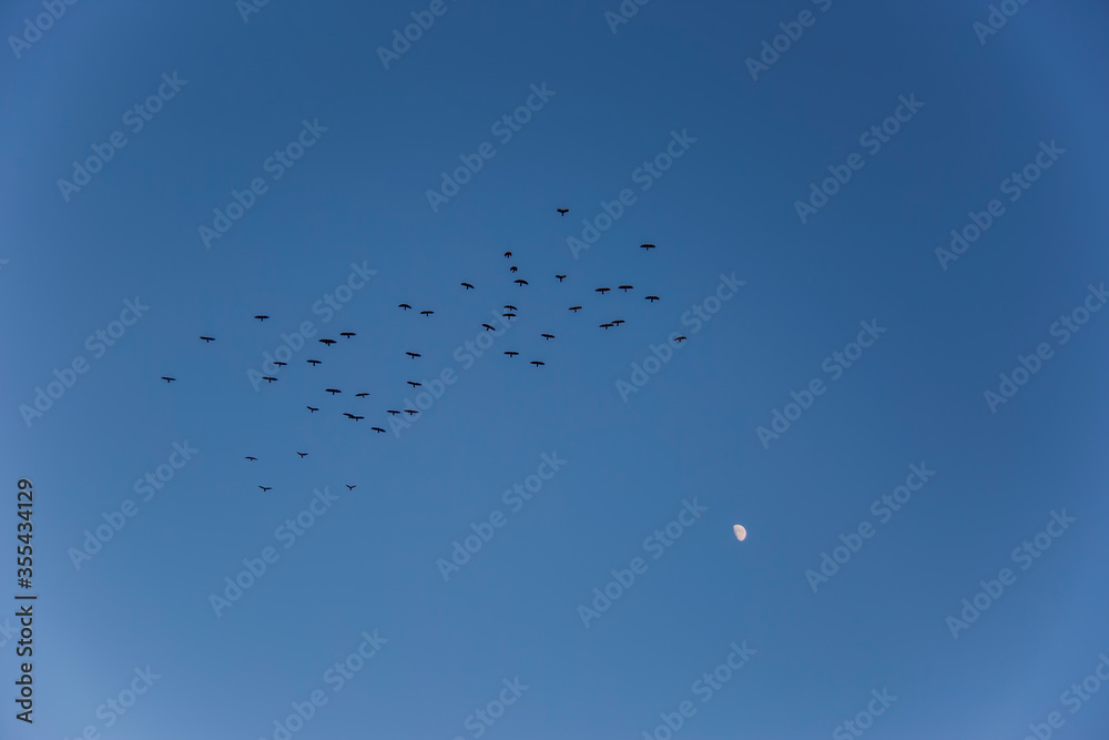 Fototapeta premium Birds migration and moon in Serra Del Montsec, Lleida, Spain