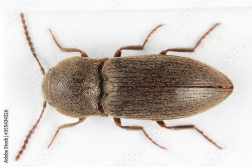 Agriotes obscurus is a species of beetle from the family of Elateridae. It larvae are important pest in soil of many crops.
