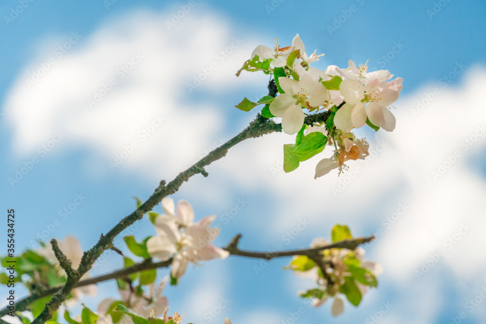 Blooming Apple trees in spring on a Sunny day close-up, background Blooming Apple trees in spring on a Sunny day close-up, background