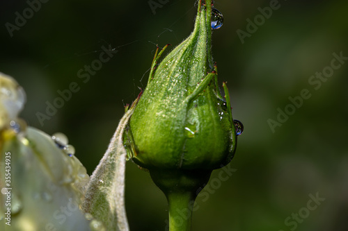 white rose bud