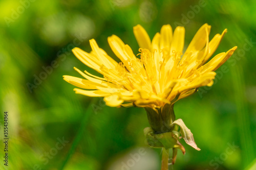 yellow dandelion flower close-up on green background  macro  background