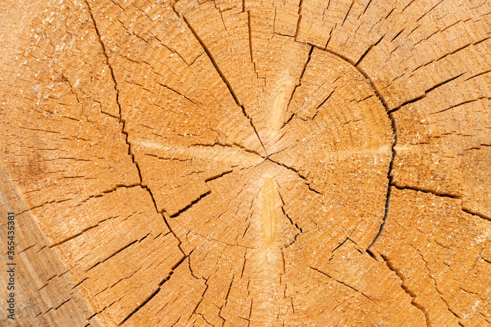 texture, background of a light brown log cut