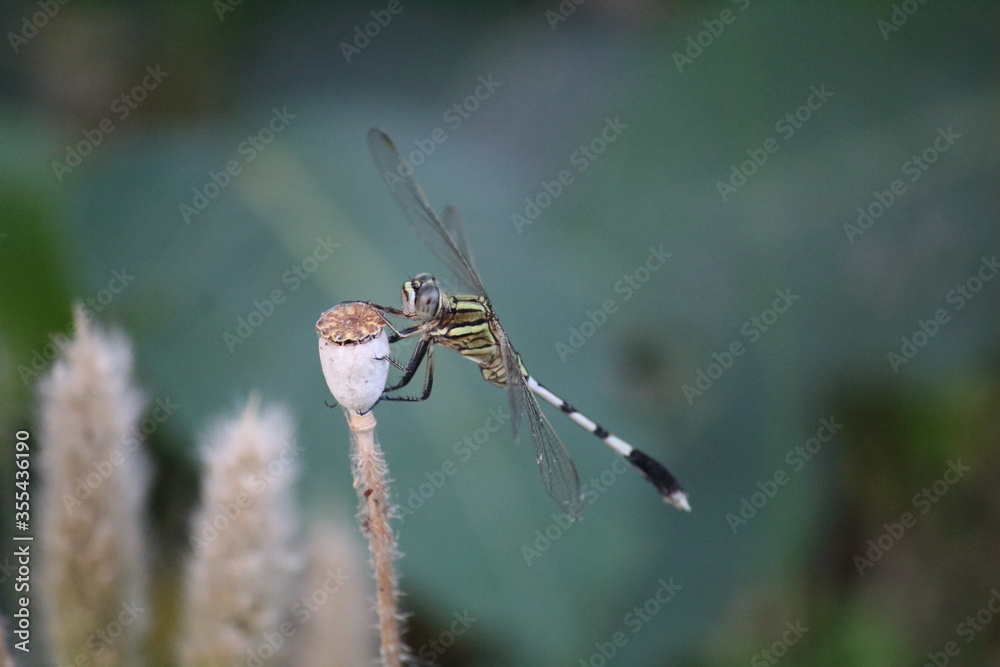 Dragonfly Dragonfly