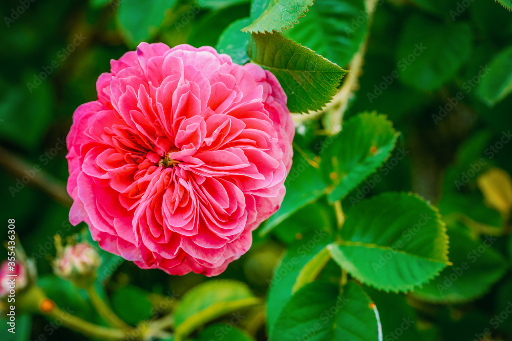 Centifolia roses in the garden