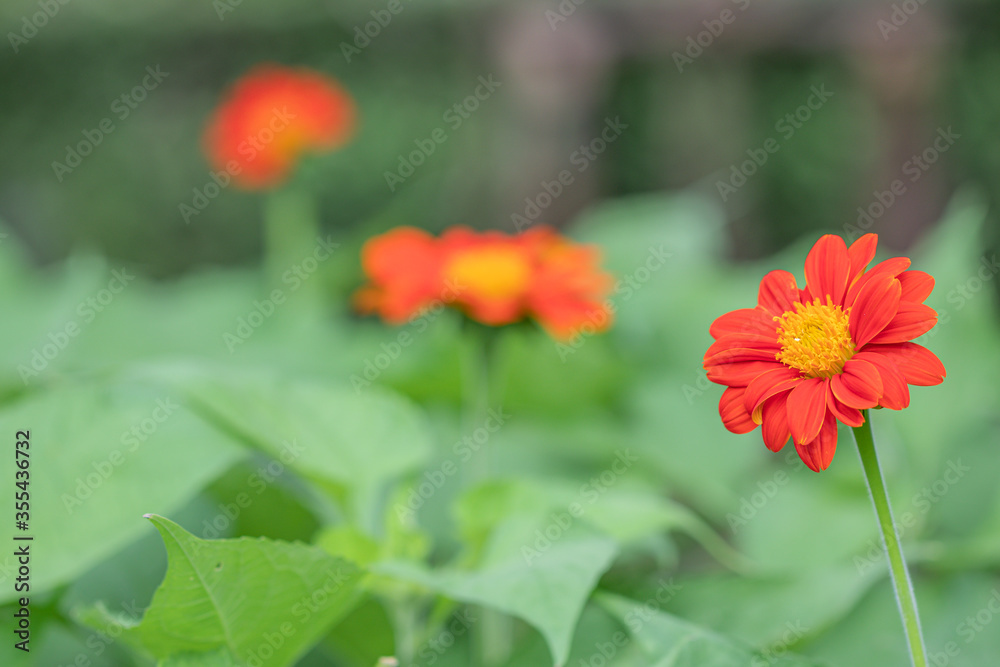 Close up  beautiful red Common Zinnia flower (Zinnia elegans) in green background.Selective focus Youth-and-age flower.