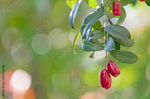 red lilly pilly fruit photo