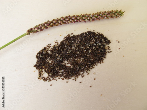 Edible seeds of greater plantain, plantago major photo