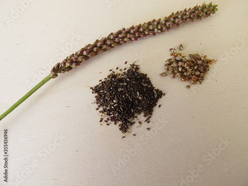 Edible seeds of greater plantain, plantago major photo