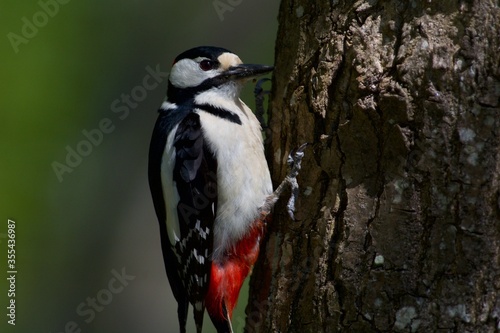 Woodpecker in a closeup