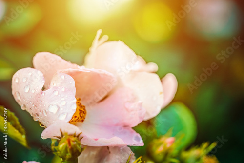 Macro photo of Cherokee rose (rosa laevigata) photo