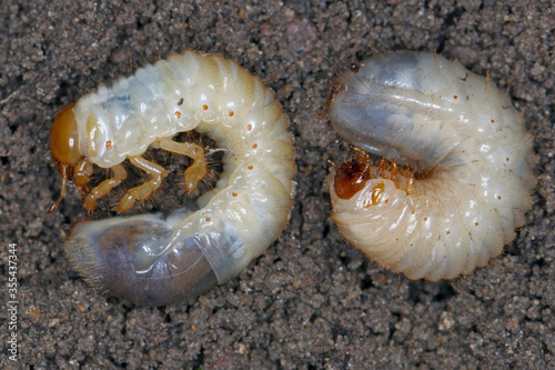 Фотография Comparison of larvae of Scarabaeidae