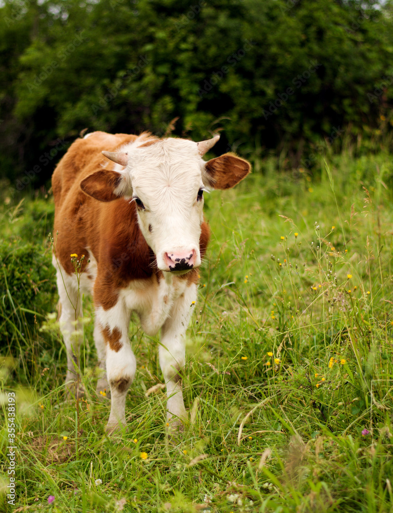 Cute calf posing on the meadow. Slovak village landscape. Organic farming animals free and happy outdoors on the grass field. Cute calf posing on the meadow. Slovak village landscape. Organic farming animals free and happy outdoors on the grass field.