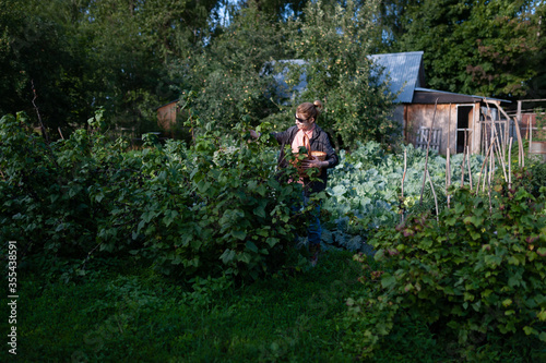The positive woman with basket in her hand is picking blackcurrant berries from bushes against the background of a village shed. The summer work in the garden. Organic farming and healthy nutrition