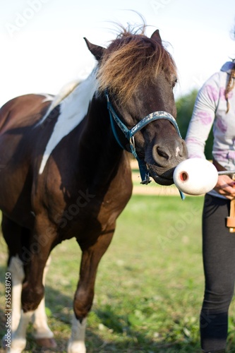 Foto Speckled pony touching target