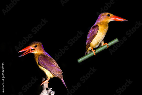 ruddy kingfisher (Halcyon coromanda) photo