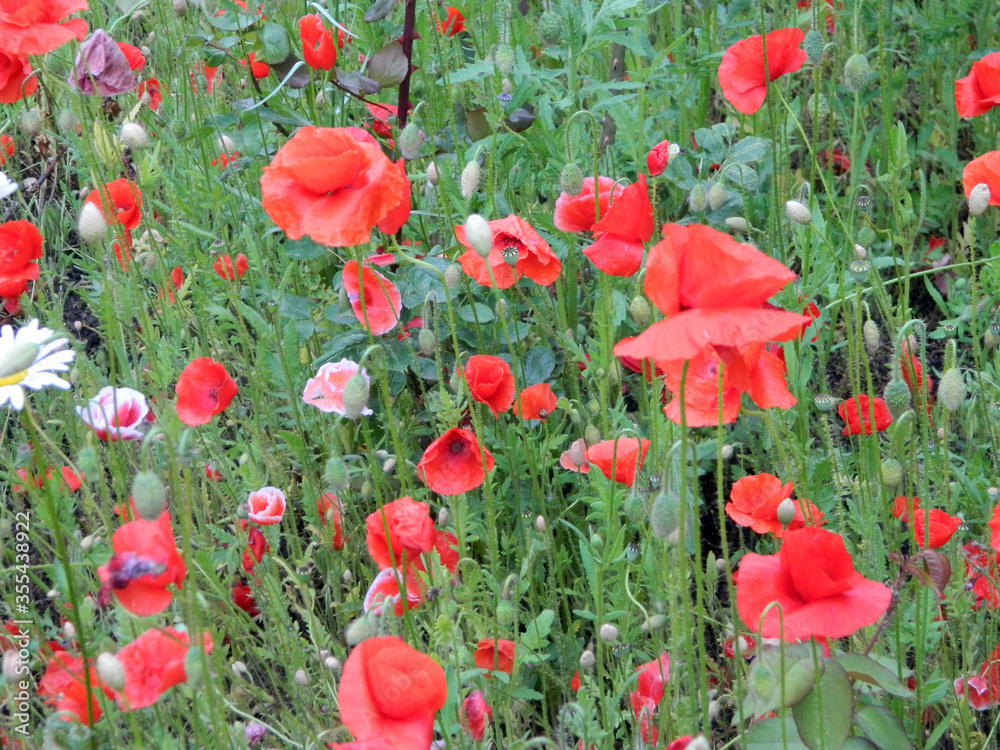Obraz premium wildflowers after rain in summer