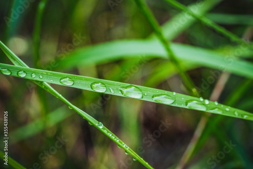 grass with water drops close up