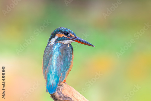 The Common Kingfisher (Alcedo atthis),Eurasian Kingfisher or river Kingfisher.
