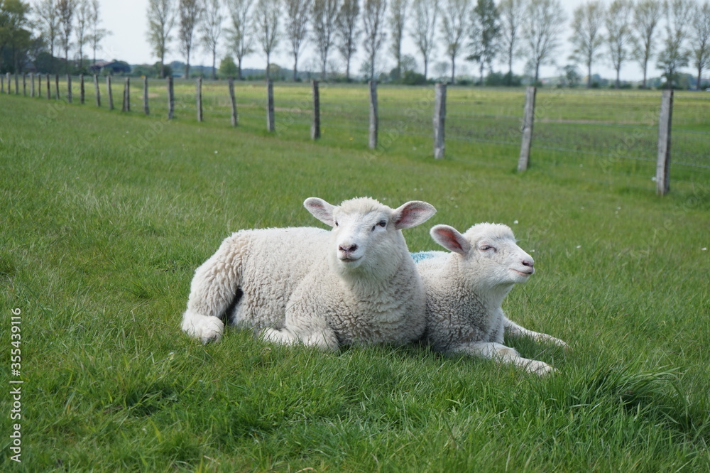 Obraz premium Schafe Deich Fährmannssand, Wedel, Elbe, Hamburg