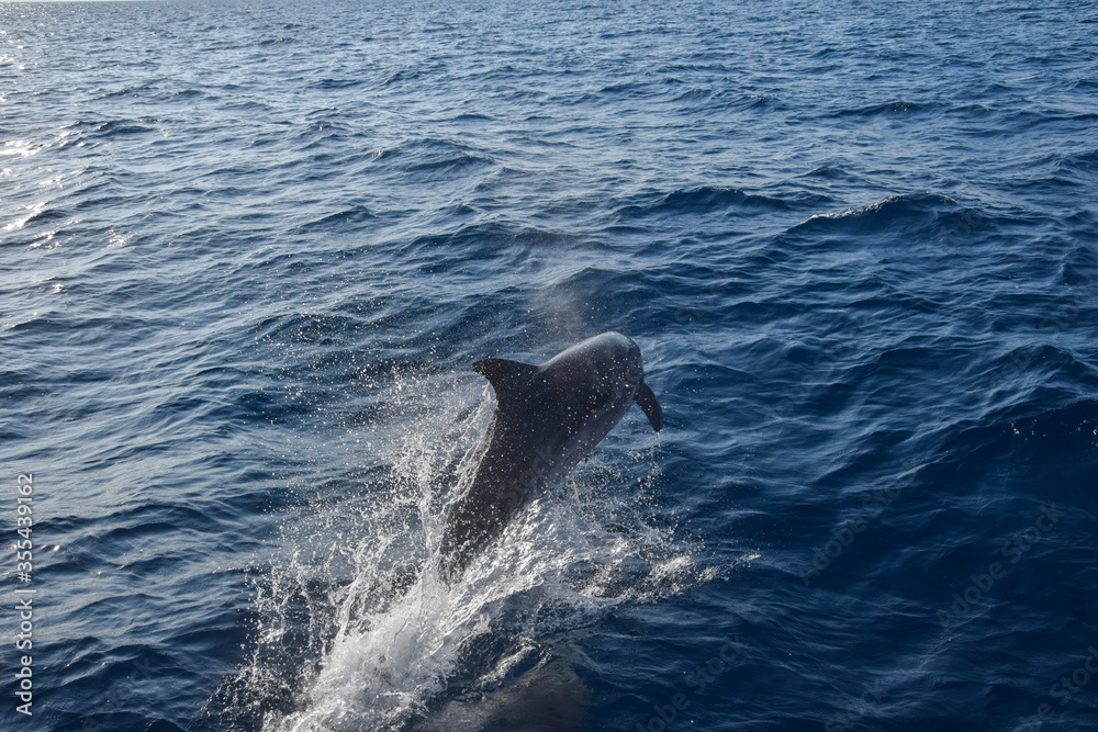 Naklejka premium Wild bottlenose dolphin jumps out of the water