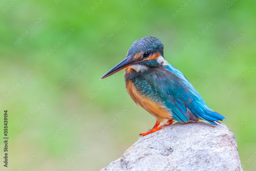 Obraz premium The Common Kingfisher (Alcedo atthis),Eurasian Kingfisher or river Kingfisher.