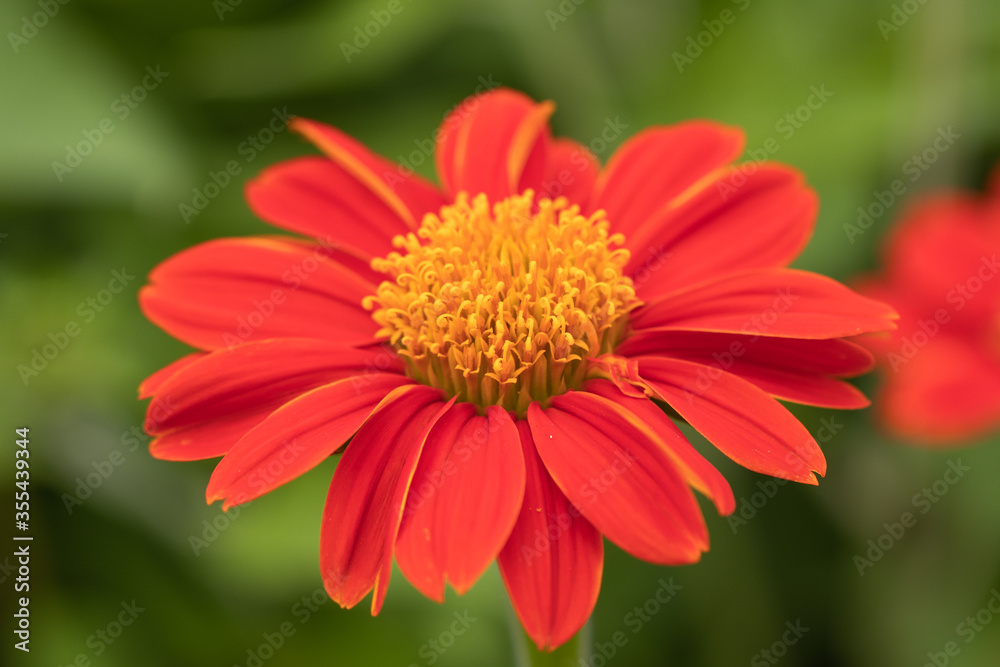 Selective focus Youth-and-age flower.(Zinnia elegans) Selective focus Youth-and-age flower.(Zinnia elegans)