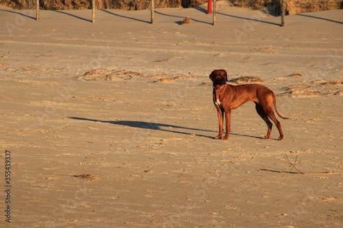 brauner Hund - Dogge - steht bei Sonnenschein allein am breiten Strand