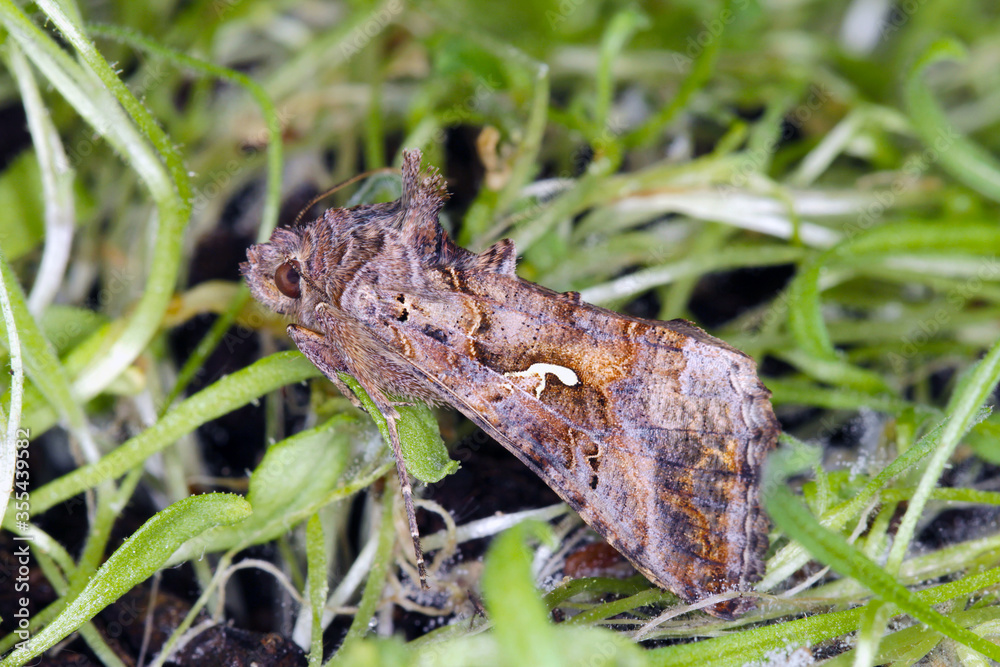 The Silver Y (Autographa gamma) is a migratory moth of the family Noctuidae. Caterpillars of this owlet moths are pests more than 200 different species of plants including crops. The Silver Y (Autographa gamma) is a migratory moth of the family Noctuidae. Caterpillars of this owlet moths are pests more than 200 different species of plants including crops.