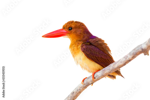 ruddy kingfisher (Halcyon coromanda) isolate on white background.