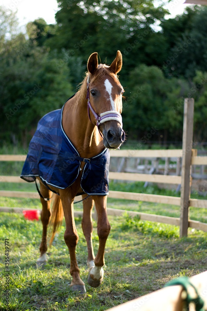 Redhead mare horse with blue blanket in the wooden fence. Champion sport horse chill with halter. Redhead mare horse with blue blanket in the wooden fence. Champion sport horse chill with halter.