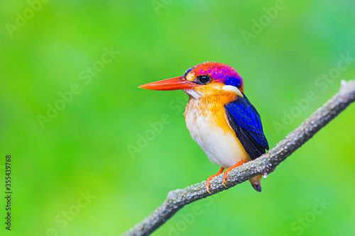 The Oriental dwarf kingfisher (Ceyx erithaca), black-backed kingfisher or three-toed kingfisher