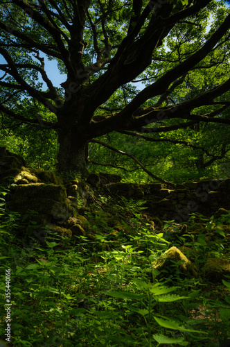 Sunlit woodland in Hathersage Booths