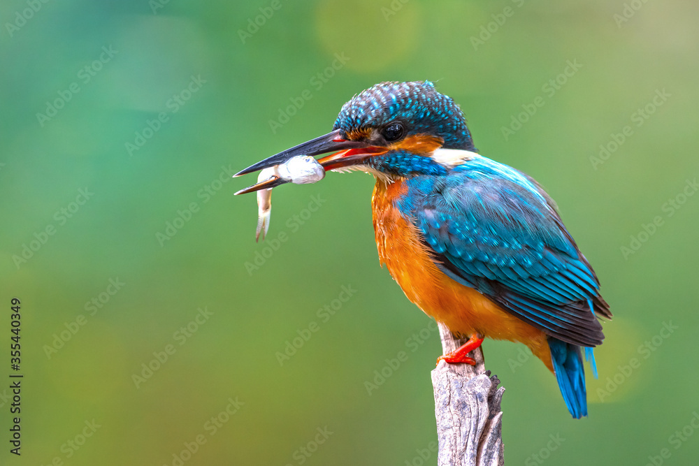 Obraz premium The Common Kingfisher (Alcedo atthis),Eurasian Kingfisher or river Kingfisher.