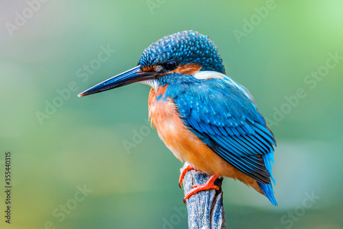 Canvastavla The Common Kingfisher (Alcedo atthis),Eurasian Kingfisher or river Kingfisher